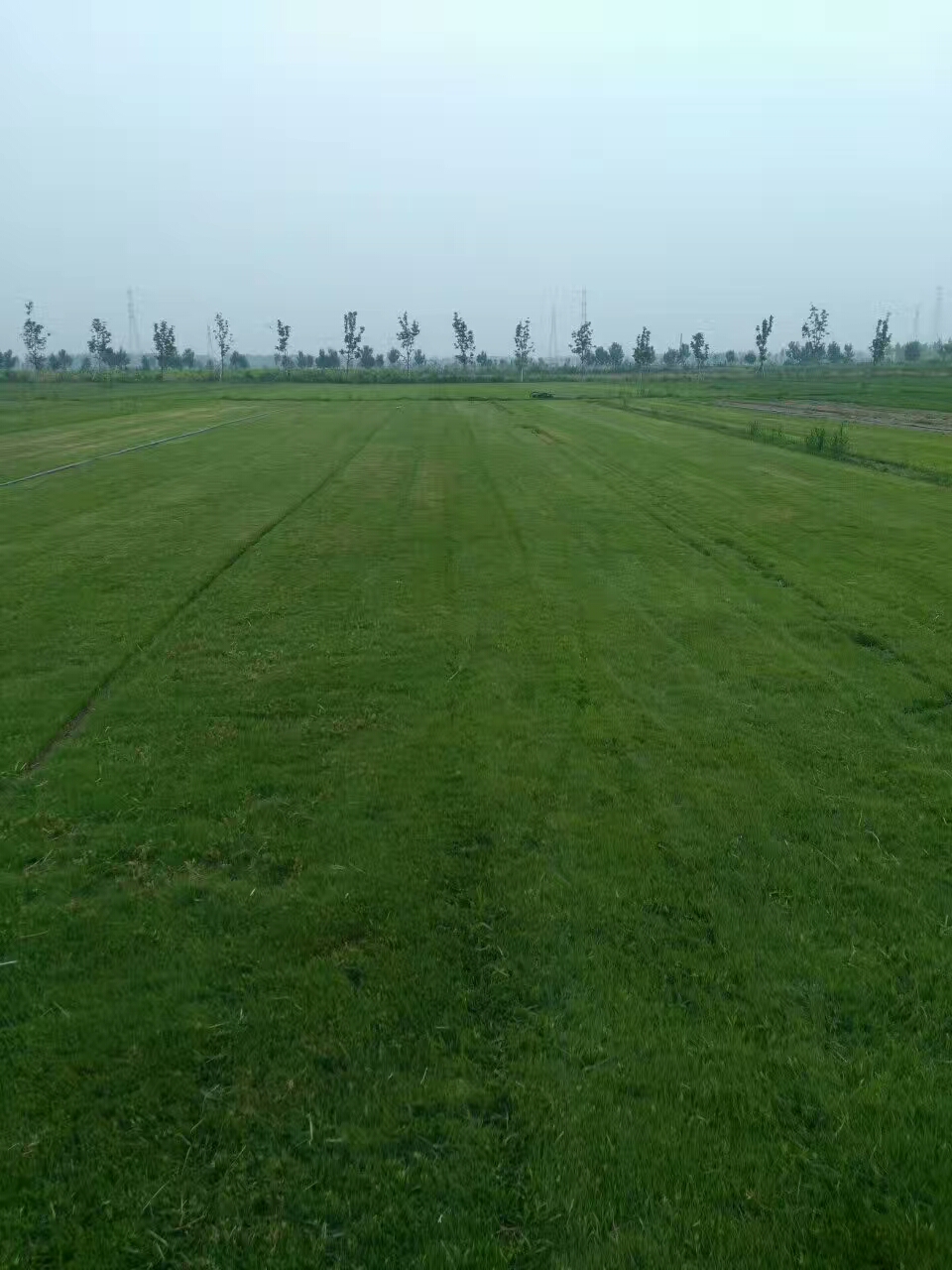 常綠的草坪種什么草比較好？