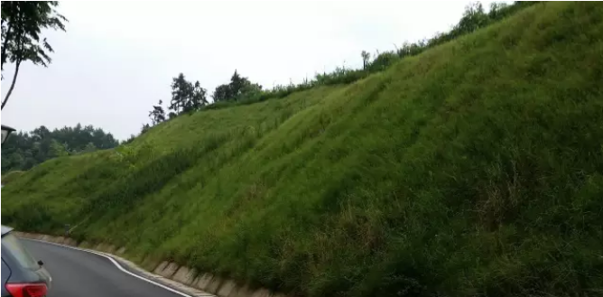 護坡適合種什么草？