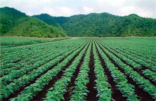 果林種牧草養鵝 應種什么草？