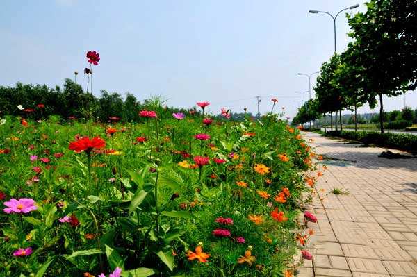 別墅花園種什么草好