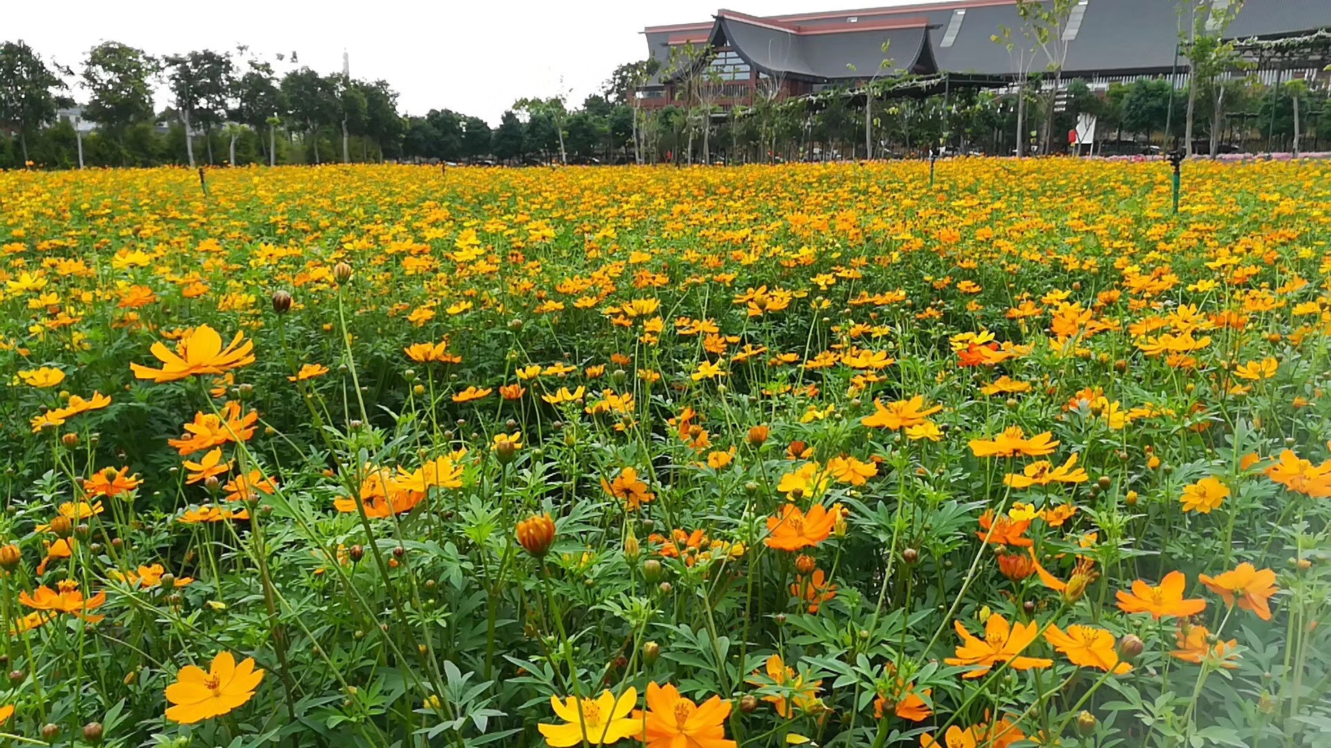 別墅花園種什么草好