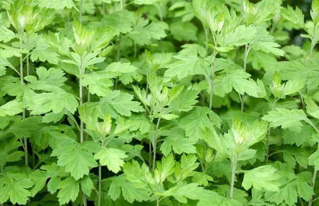 蘋果園適合種什么草以草治草?
