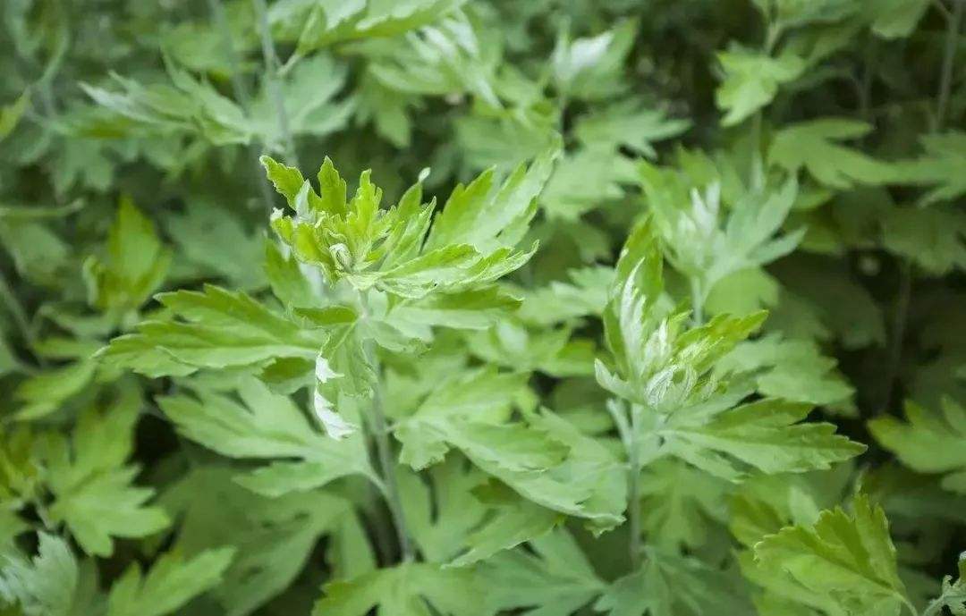 蘋果園適合種什么草以草治草?