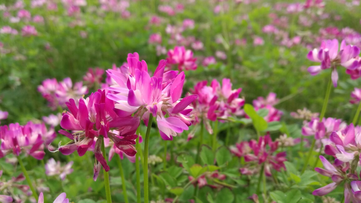 蘋果園適合種什么草以草治草?