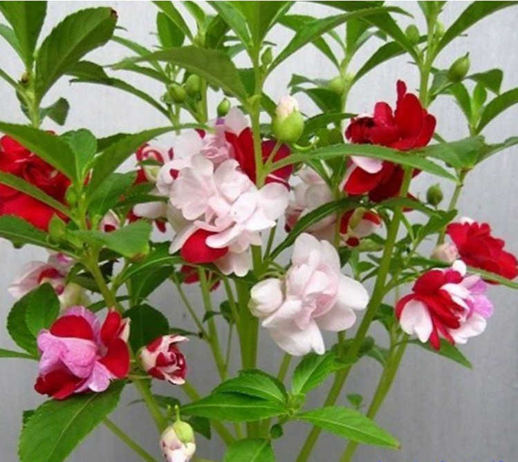 草花種子公司哪家好？