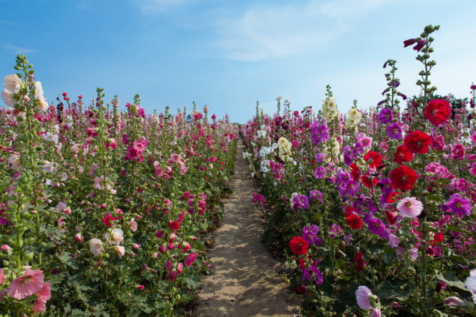 草花種子公司哪家好？