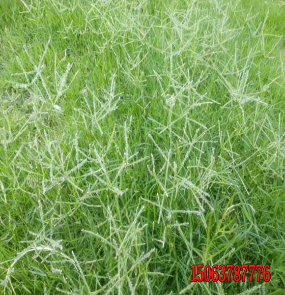 學校綠化草坪應該種植什么草坪種子？