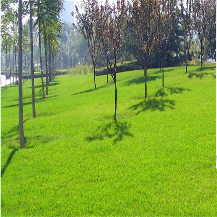 綠化草坪種子什么時候種？多久可以發芽？