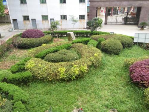 湖北校園綠化適合種植什么樣的草坪草種？
