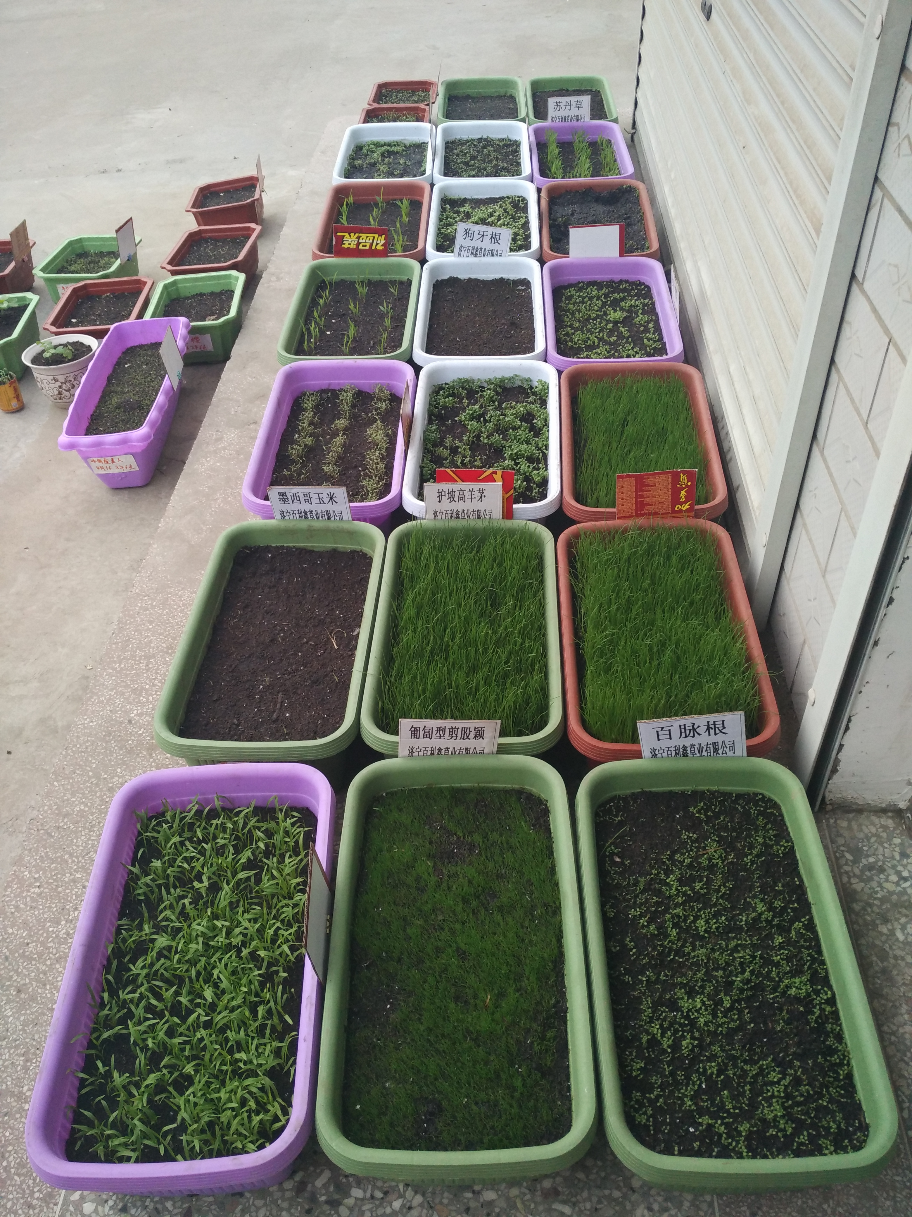 廣西綠化工程應該種植什么草坪草種？