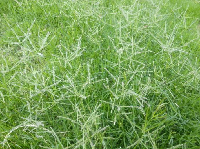 北方適合種植什么草坪草種？
