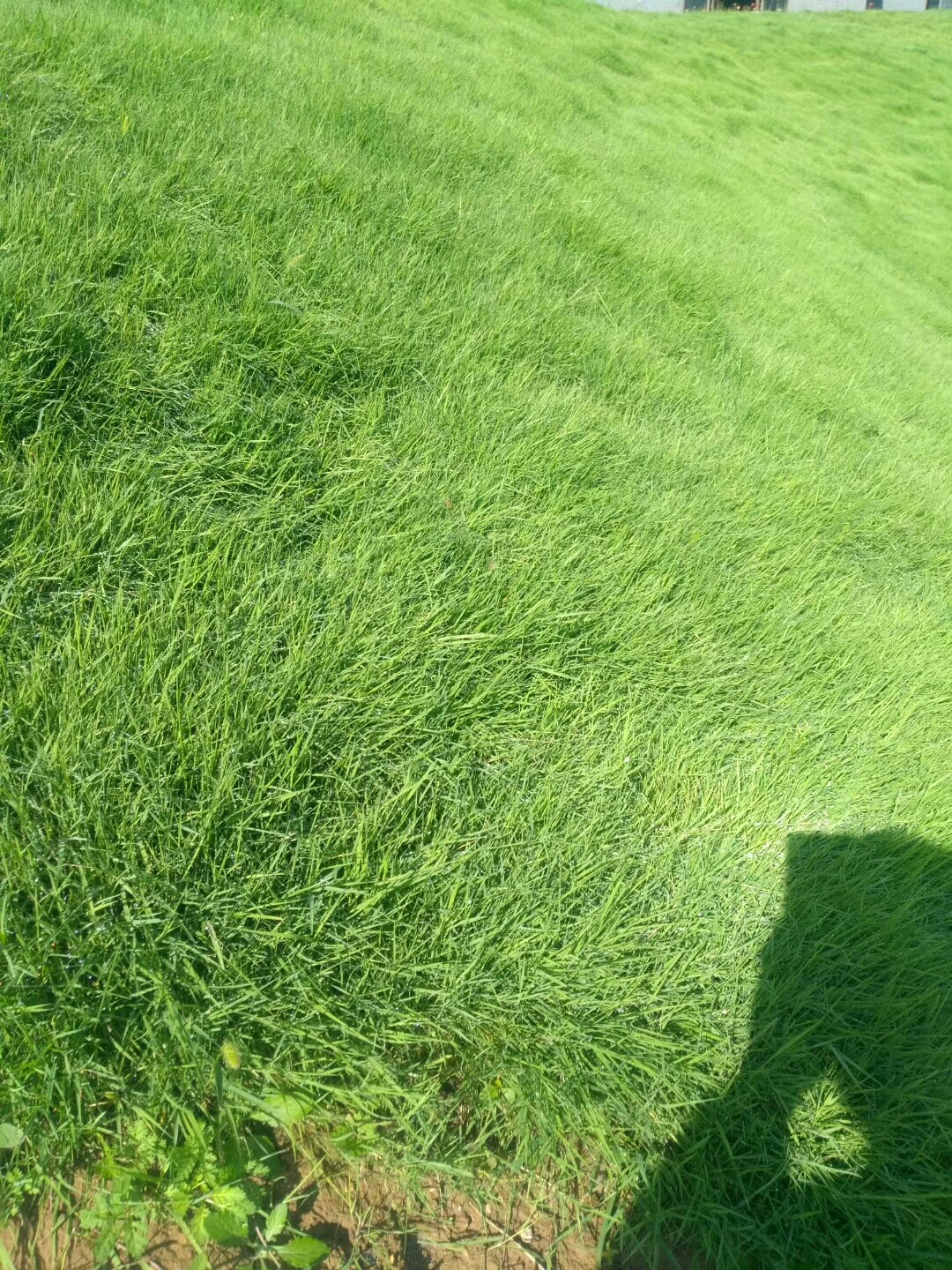 北方適合種植什么草坪草種？