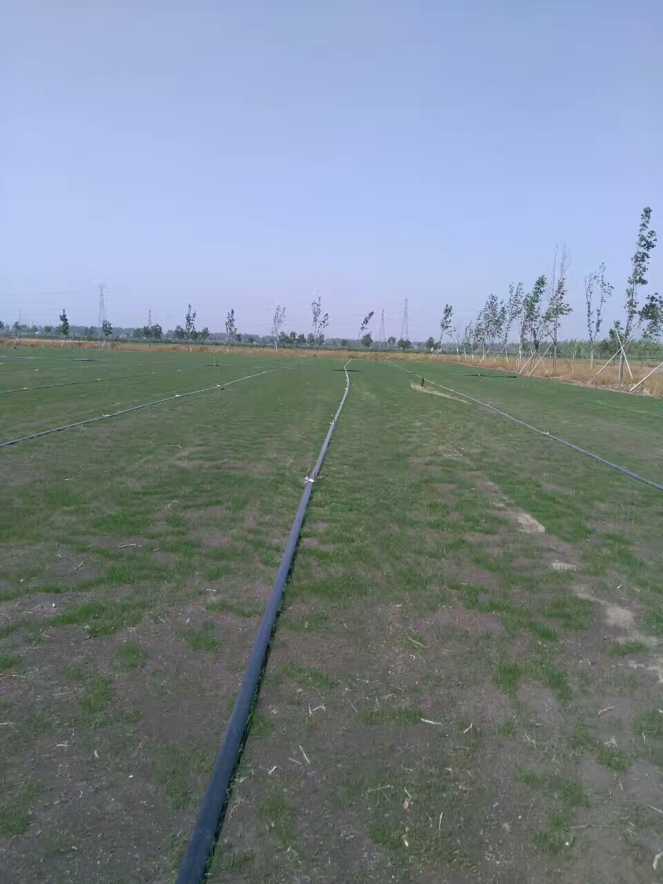 北方適合種植什么草坪草種？