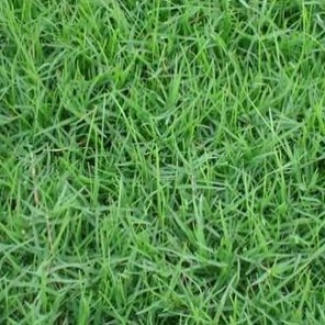 北方適合種植什么草坪草種？