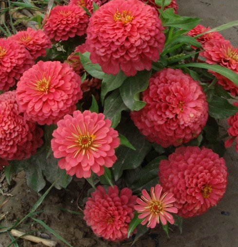 百日草花海種植方案