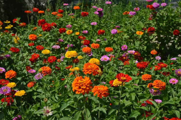 什么品種花做花海比較好看