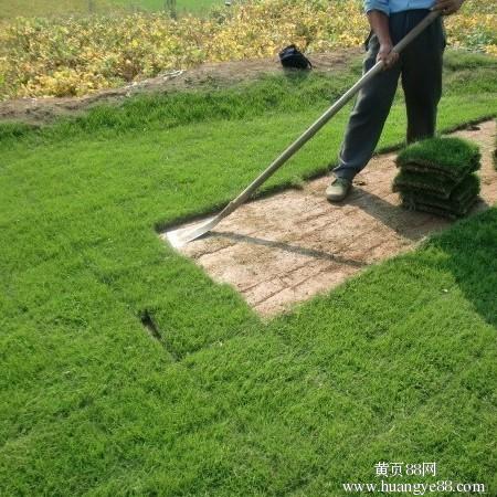 狗牙根和結縷草的區別是什么