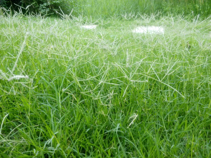 狗牙根和結縷草的區別是什么
