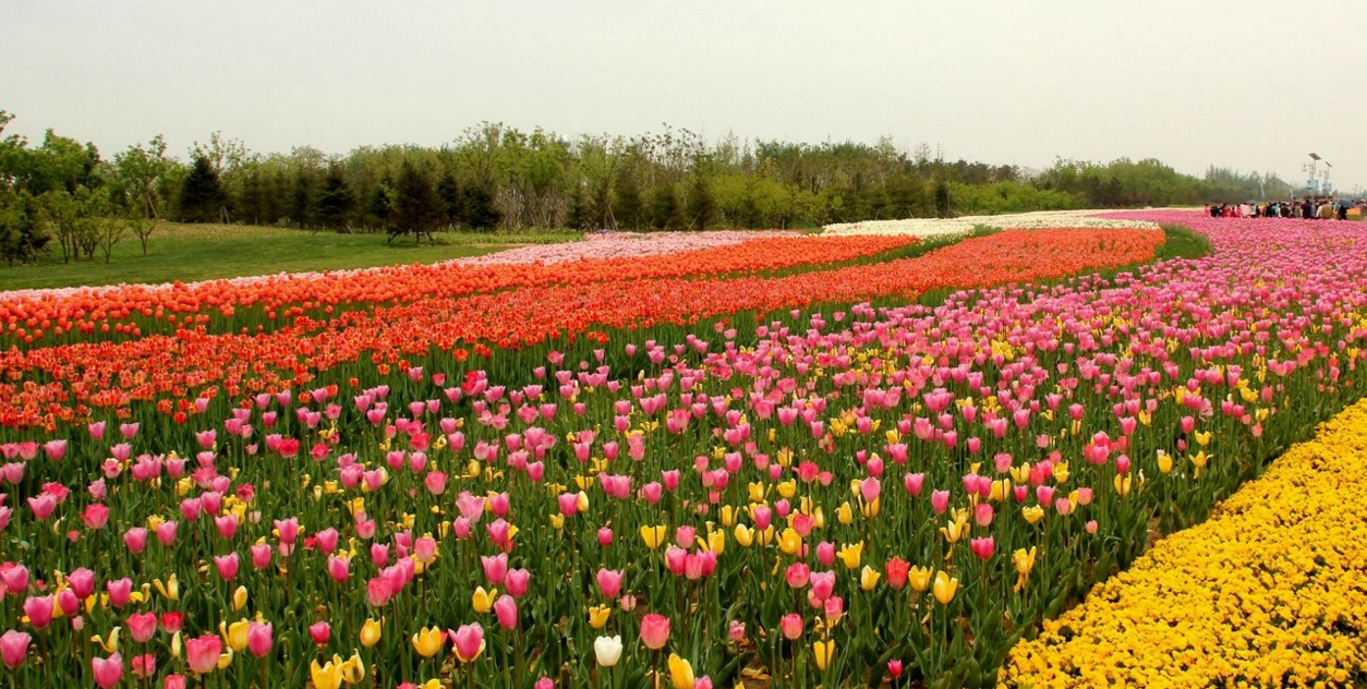 花海種植技術