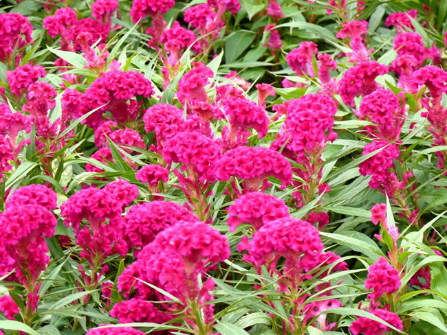 花海種植需要多少錢？