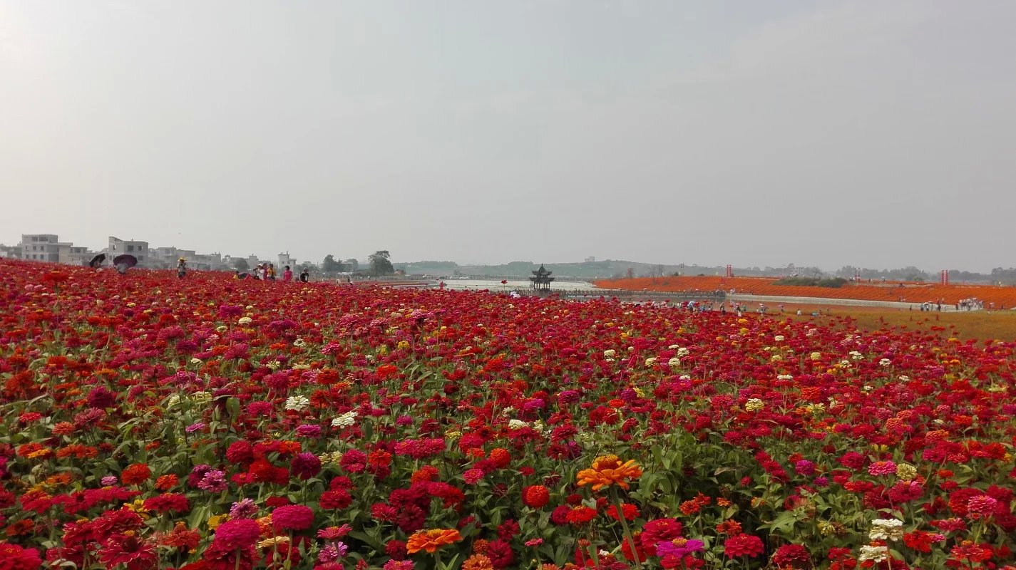 花海種植需要多少錢？