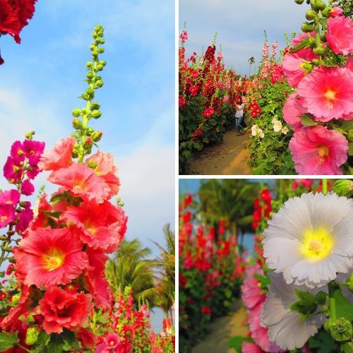 春季可以種植的草花種子，三四月份適合種植什么花卉種子？