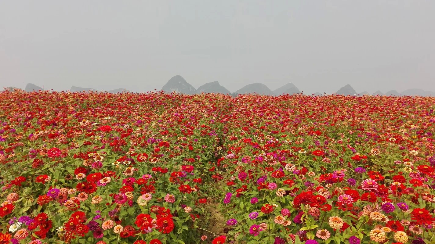 春季可以種植的草花種子，三四月份適合種植什么花卉種子？