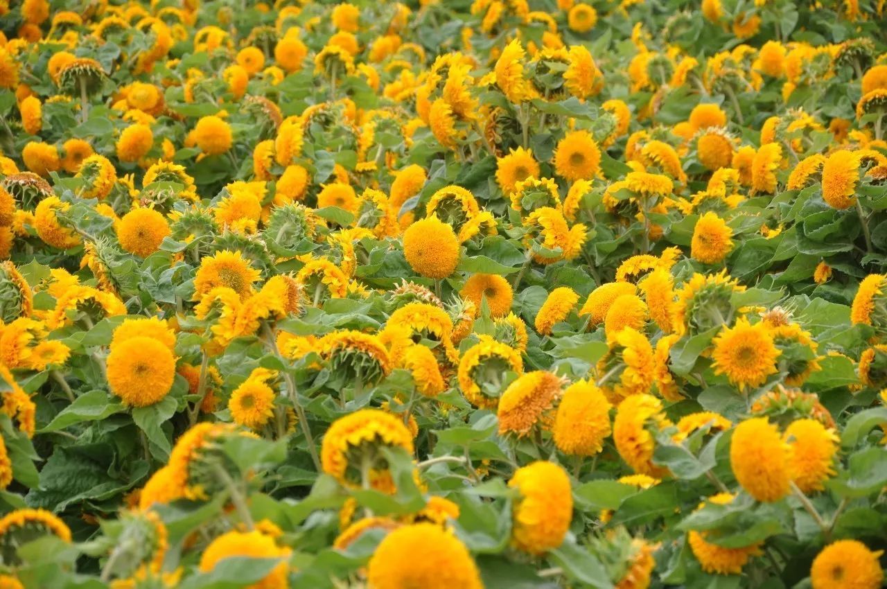 春季可以種植的草花種子，三四月份適合種植什么花卉種子？