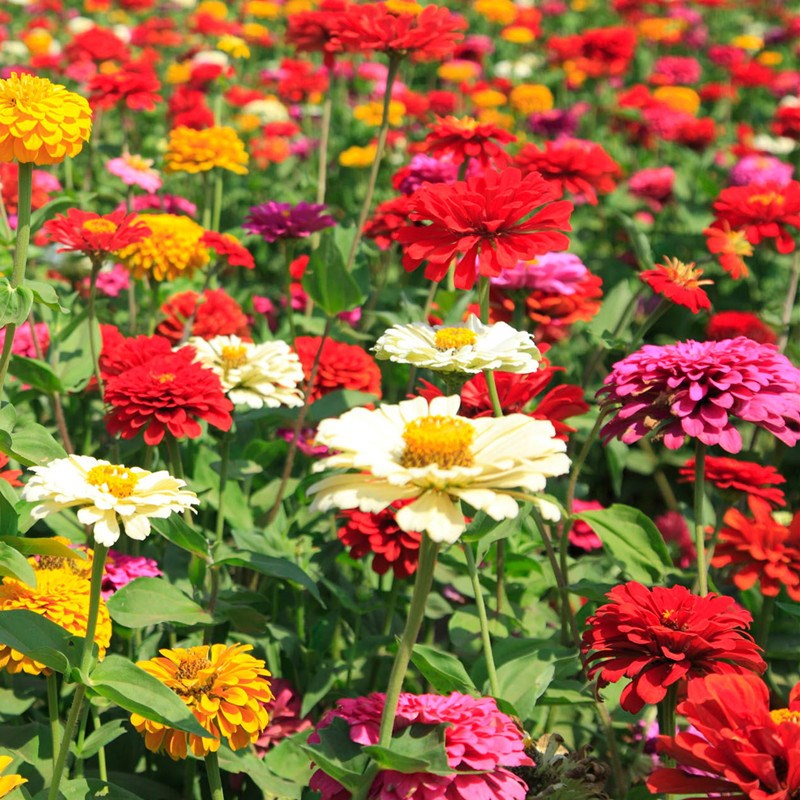花海種子種植辦法