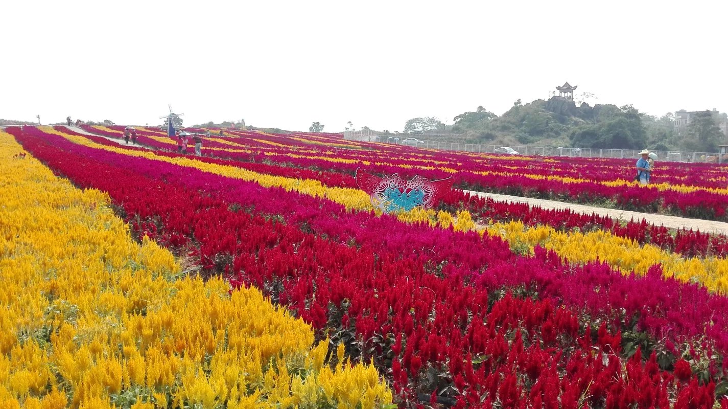 什么品種花做花海比較好看