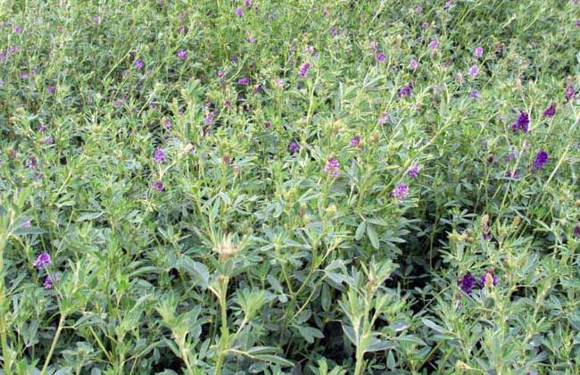 桃樹林下可以種植什么植物來做綠肥？