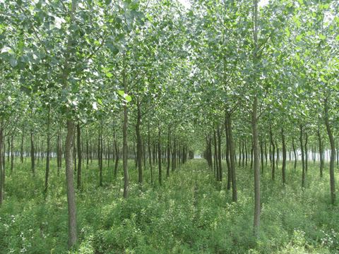 鼠茅草可以在果園里種植嗎？什么時間種植比較好？