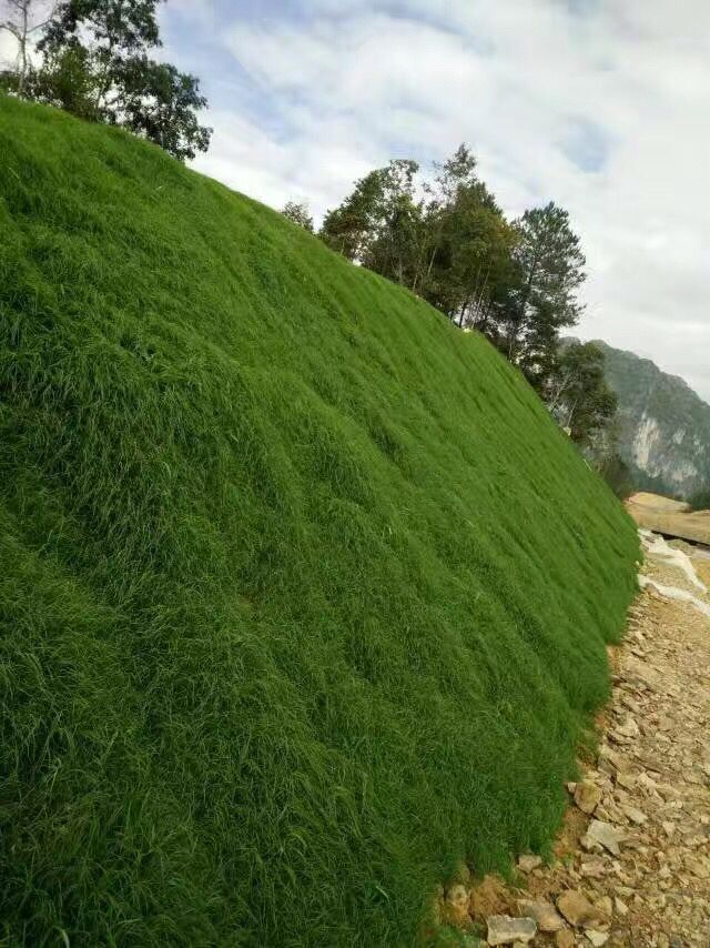 護坡種什么草品種護坡草種