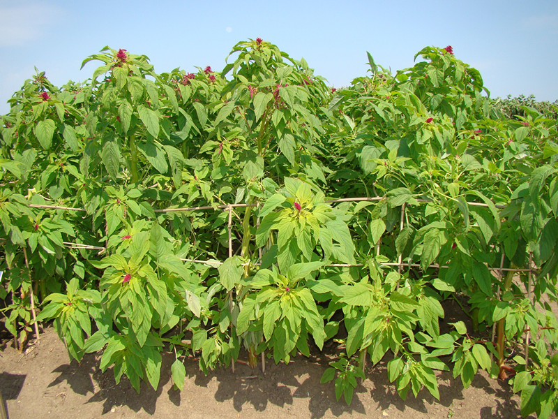 夏天養羊種什么草給羊吃？