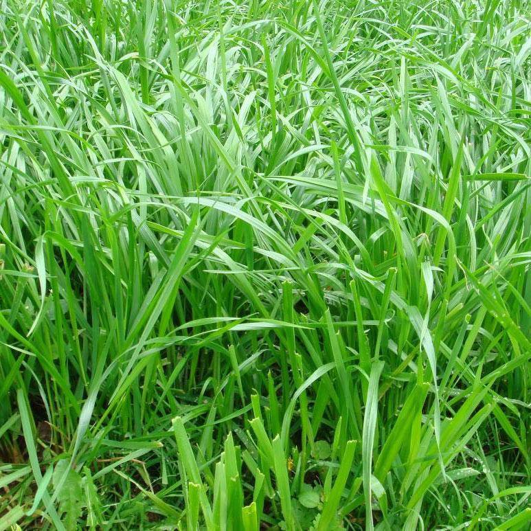 養殖雞要種什么草牧草種子哪種好？