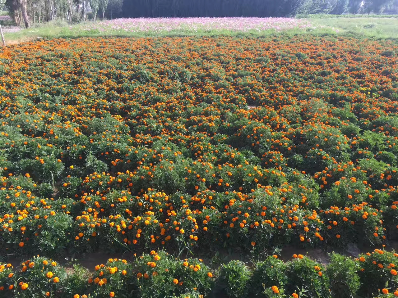 10月種什么草花時間短還能開花嗎？