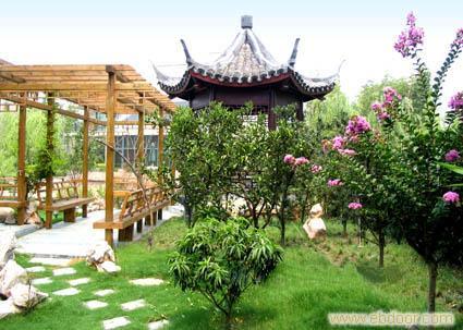 花園里種什么草好看綠化草坪草種草花種子