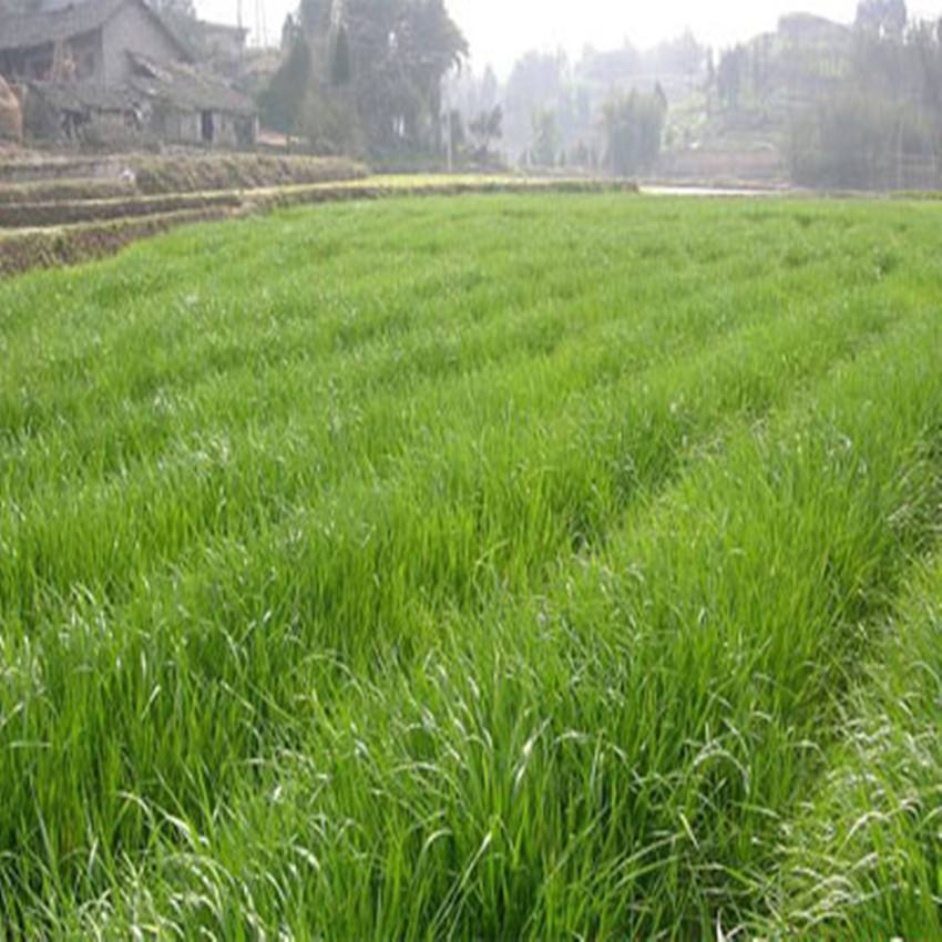 種牧草喂牛種什么牧草好？