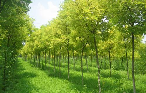 果樹里面種什么草最好？果樹林里種草有哪些好處？