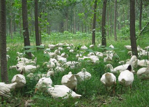 果樹里面種什么草最好？果樹林里種草有哪些好處？