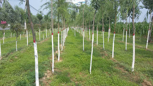 果樹里面種什么草最好？果樹林里種草有哪些好處？
