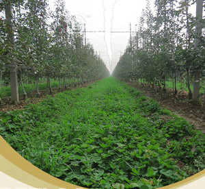 果樹里面種什么草最好？果樹林里種草有哪些好處？
