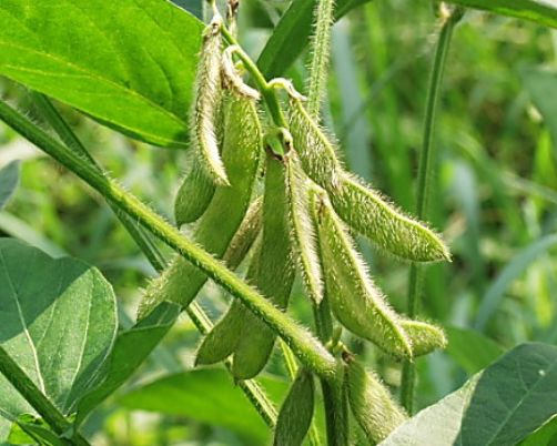 兔子是食草動物，所以它們不能純粹用蔬菜喂養。他們需要喂一些草，以確保他們正常的生長和發育，并保持他們的身體健康。選擇牧草時，應選用香蒲草，燕麥草，紫苜蓿，青蒿。 貓尾草，又稱兔尾草，是一種豆科草本植物。它的生長環境需要高溫和土壤。它只能在相對合適的環境條件下正常生長。香蒲草具有株高，多葉，高產穩產，適口性好，營養豐富等特點，可以滿足野兔生長所需的一些營養成分，具有良好的營養價值，可用于飼養野兔。 Yanmaigrass是一種禾本科植物，對生長環境和土壤條件要求較低。它易于種植和生長，可以生產更多的蛋白質和粗纖維，含糖量高，并具有良好的適口性。它適用于新鮮飼料和青貯飼料，是常用的飼料之一。 紫苜蓿是豆科家族中最常見和常用的禾本科植物之一。由于其低生長要求和高營養成分，它廣泛用于飼養家禽，牲畜和其他食草動物。它也是喂養野兔的最合適的飼料種類之一。 最后是青蒿，它是一種復合草本植物。生長要求低，易于種植，營養價值高。由于青蒿具有較強的抗病能力，因此用青蒿飼養野兔，可使野兔產生較好的抗病性，是少有的良好飼料之一。