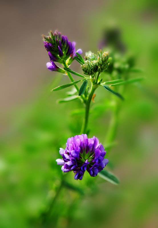 野兔吃的牧草有哪些品種？牧草種植技術