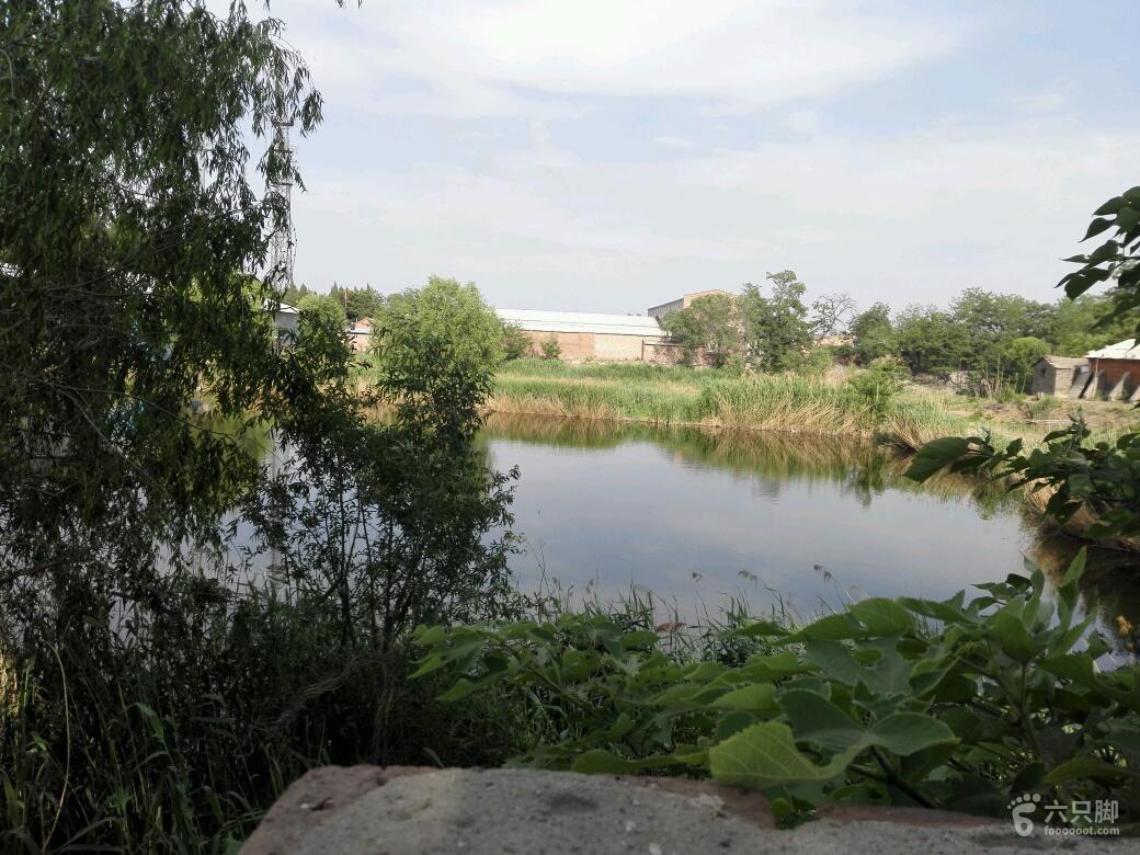 水庫護坡種什么草***