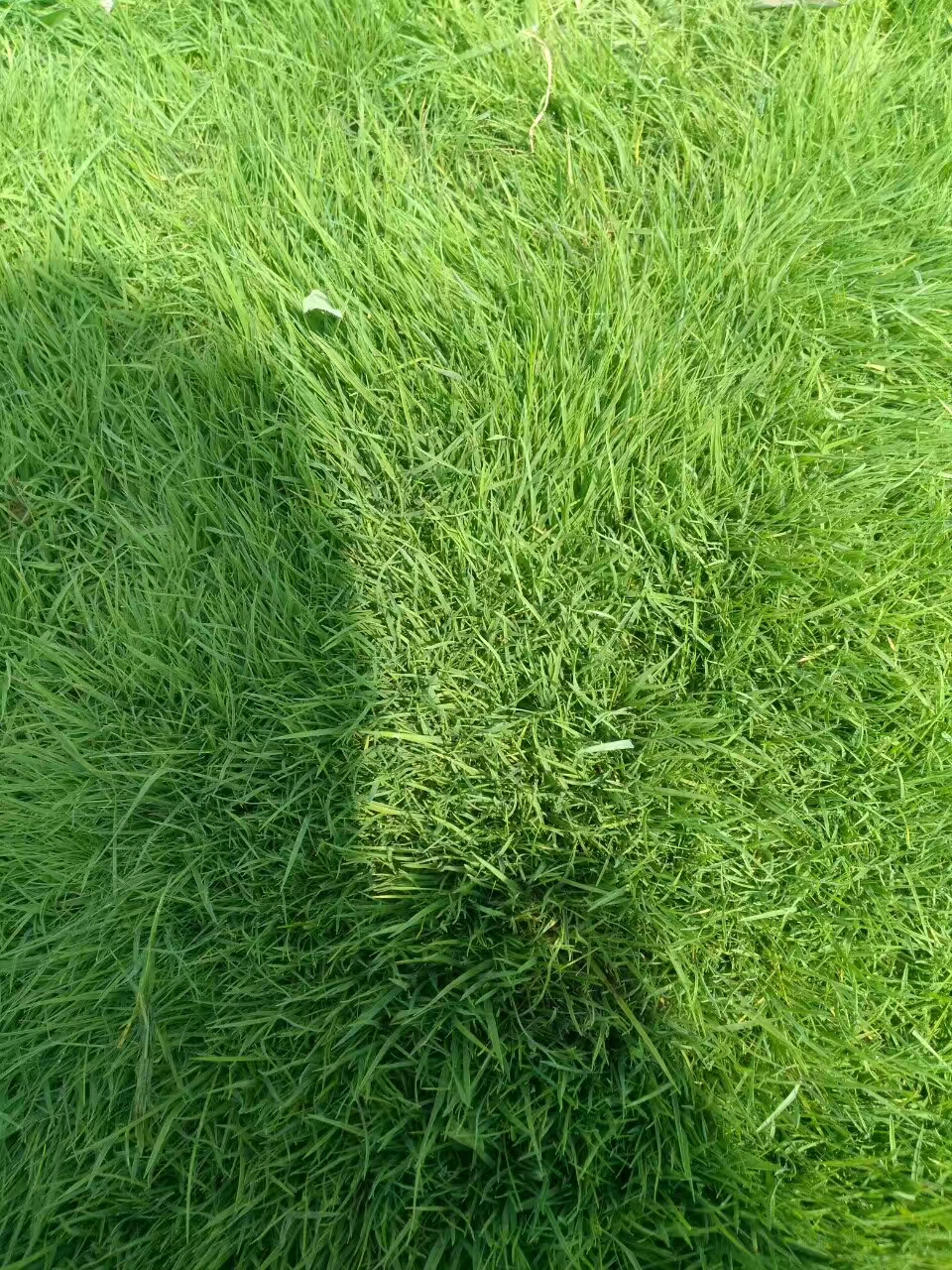 冬天適合種什么草坪好