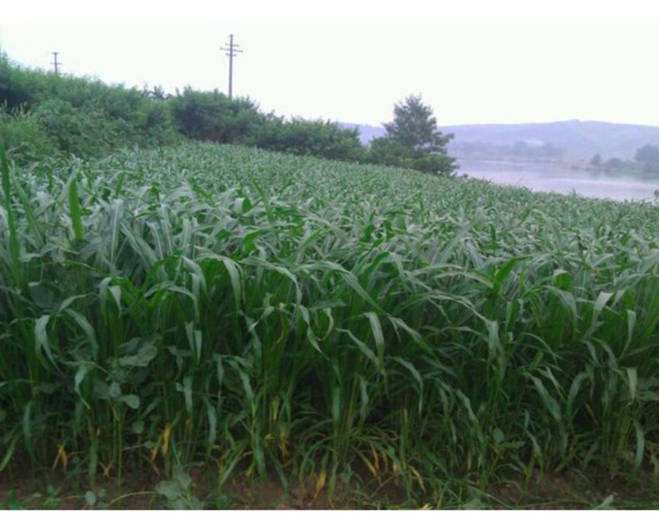 北方適宜種什么牧草最好