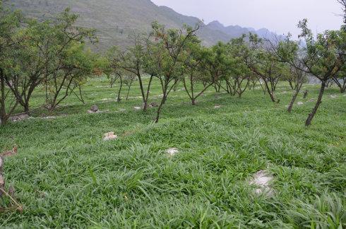 桃園種什么草最好？