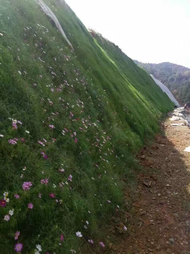 防護邊坡種什么草好種
