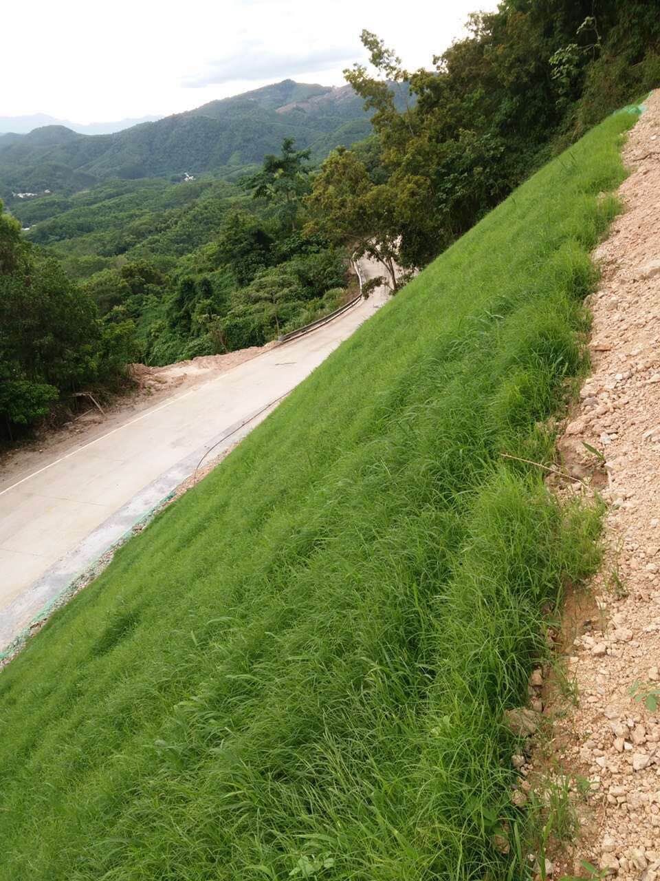 北方邊坡適合種什么草